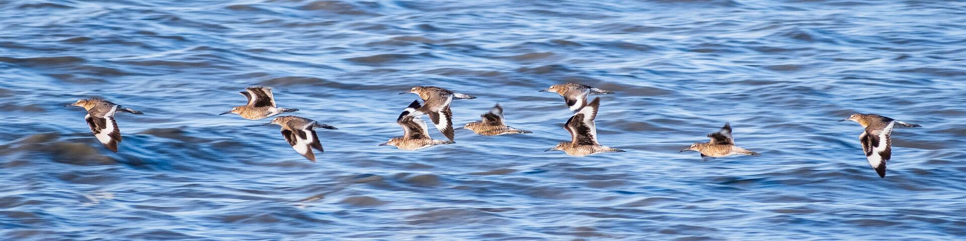 A flock of Willet birds (Tringa semipalmata) birds flying over the waters of San Francisco Bay, Palo Alto, California; blue water surface background