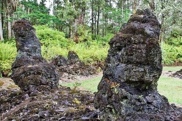 In 1790 a swift moving lava flow leveled the forest here and drained away, leaving behind a new forest of "lava trees". These hollow rock columns were formed when the lava wrapped around the cool tree trunks and quickly solidified. When the molten lava drained away, these rock columns were left standing. The columns are hollow because the tree trunks themselves were incinerated during the process, but only after the rock had cooled enough to hold it's shape. If you look closely, you can sometimes see the texture of the tree bark in the rock molds.