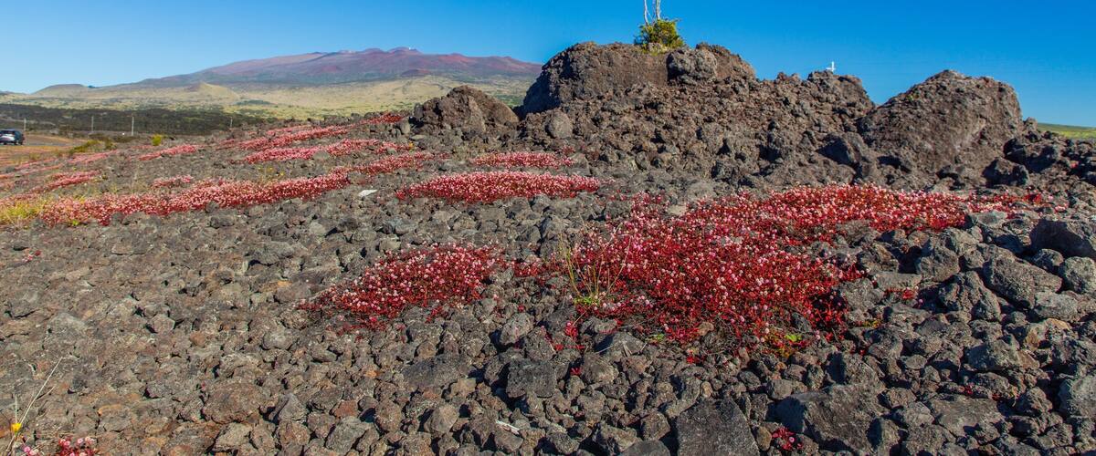 Mauna Kea State Recreation Area featuring tranquil scenes