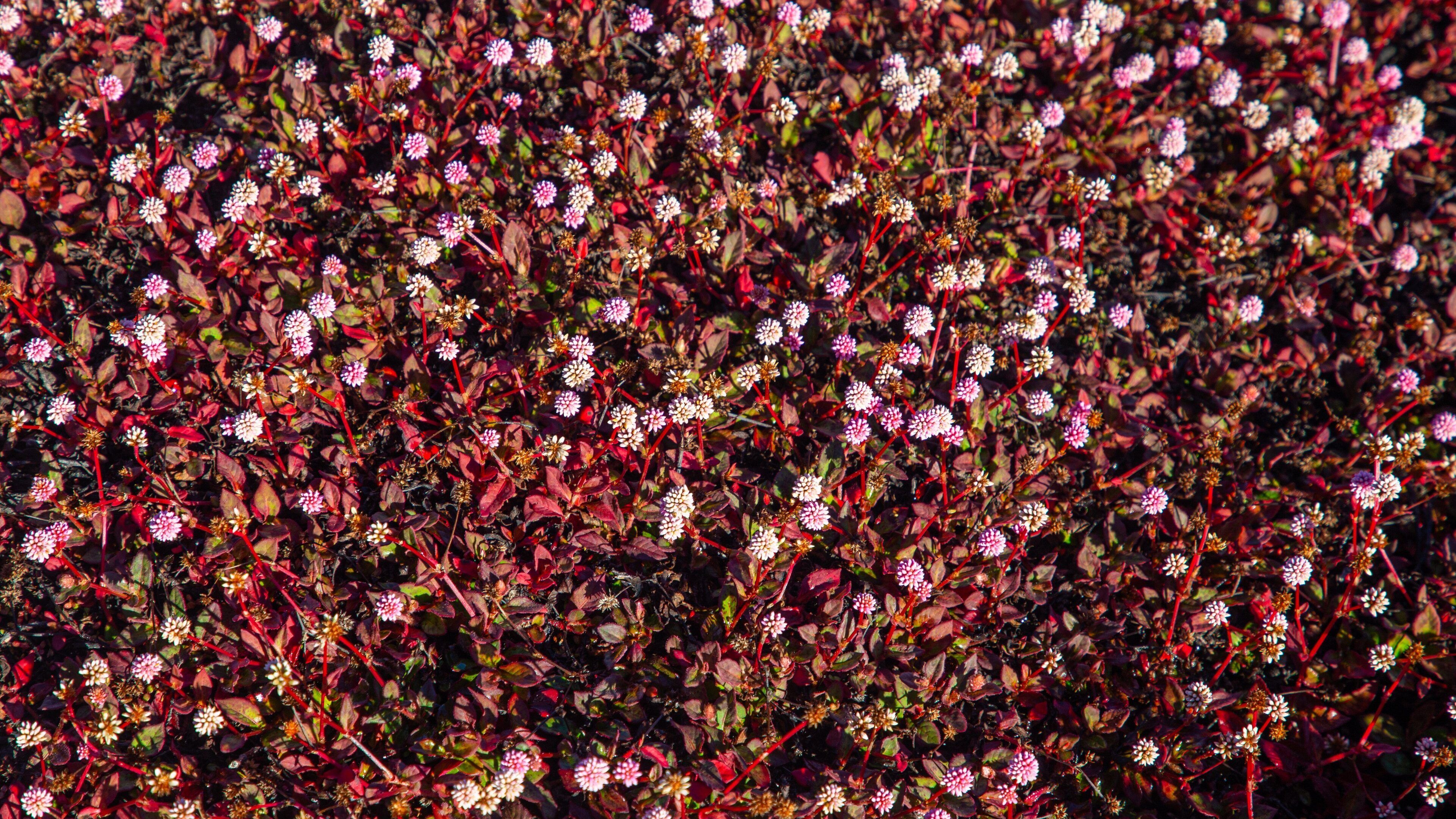 Mauna Kea State Recreation Area showing wildflowers