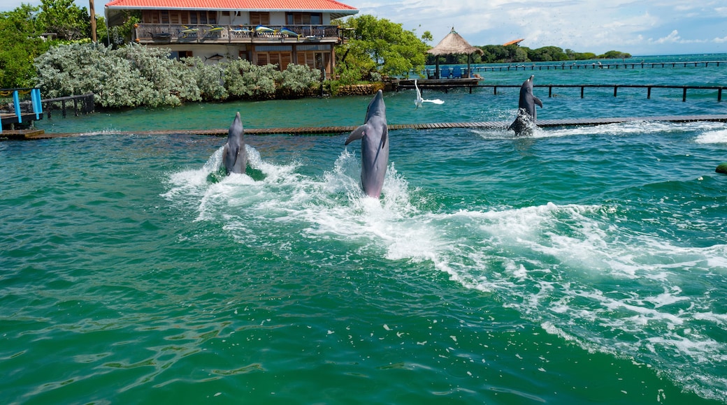 Oceanario Islas del Rosario