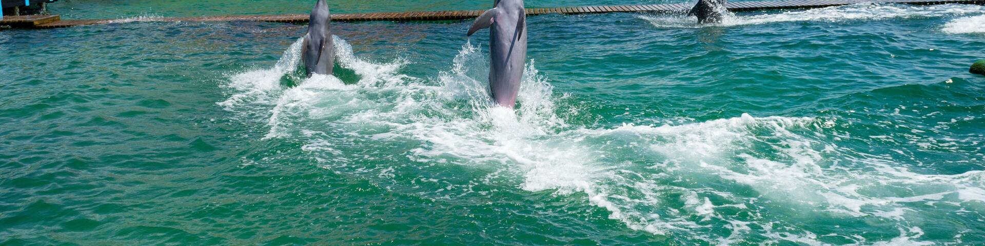 Espectáculo delfines oceanario islas del rosario de cartagena colombia america