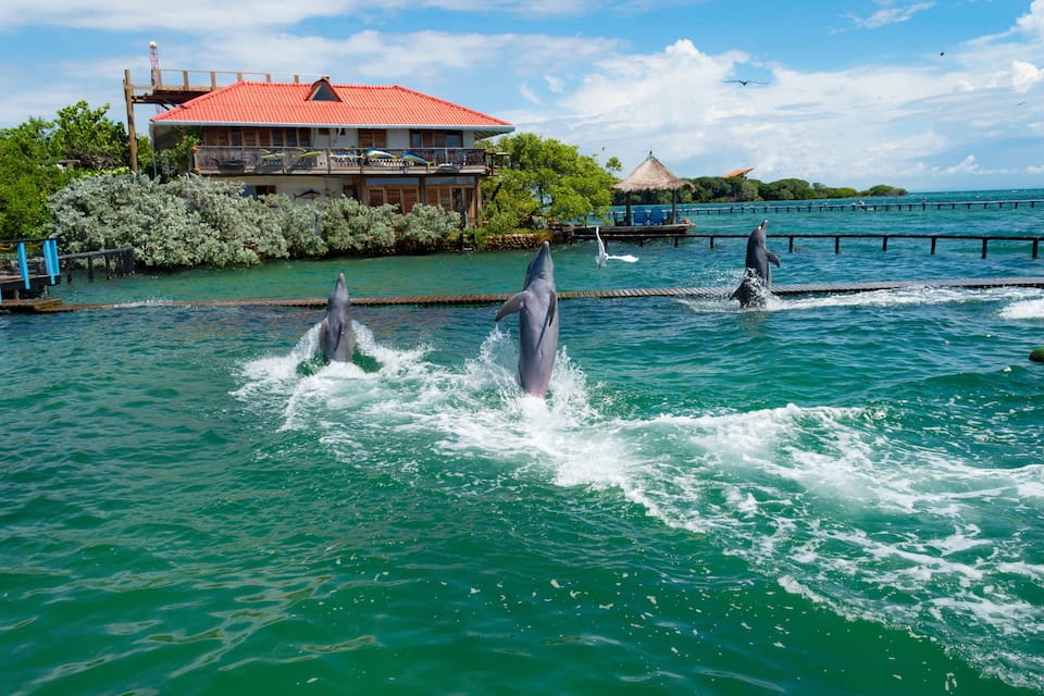 Dolphins jumping out of the water in a coastal area with a building and trees in the background.