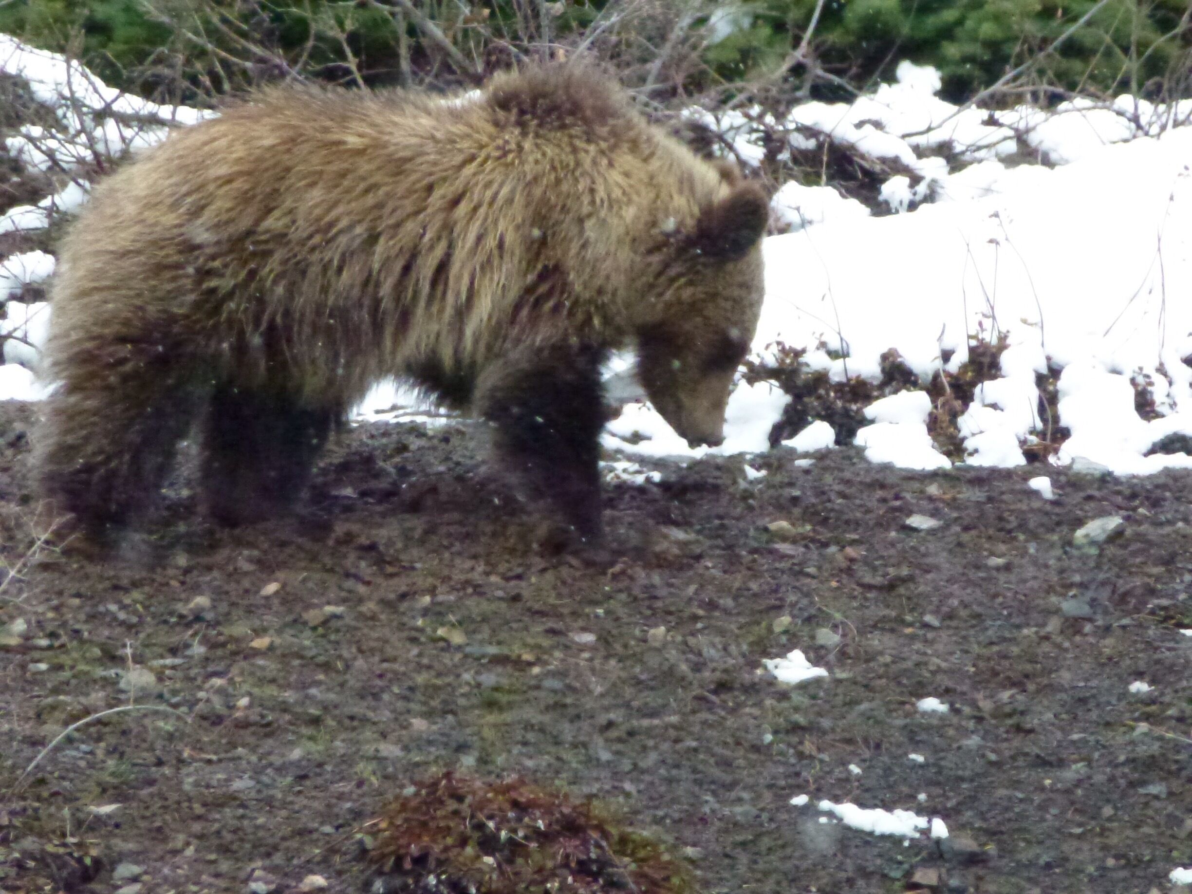 We were lucky enough to see a wild bear in Yellowstone.