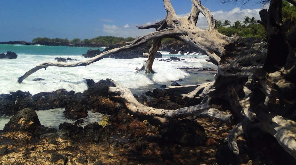 Beautiful beach with tons of shade. Pretty rough when I was there, but was told it's usually great for snorkeling. $5 parking for nonresidents