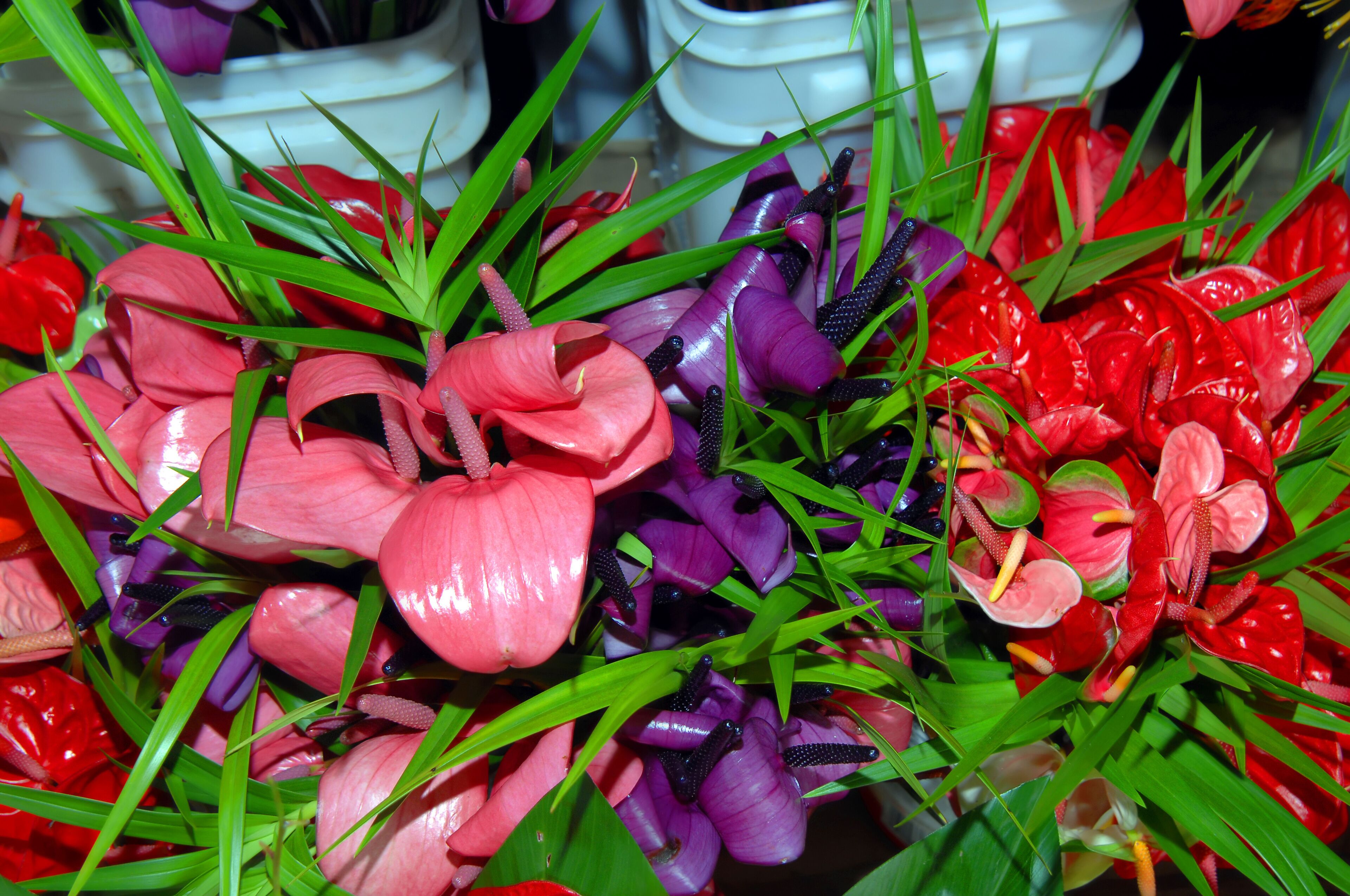 Bucket Loads of Anthuriams for sale