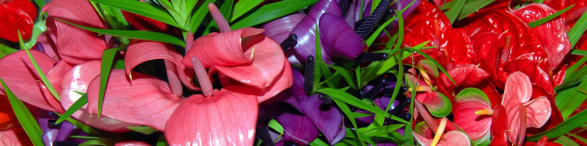 Bucket Loads of Anthuriams for sale