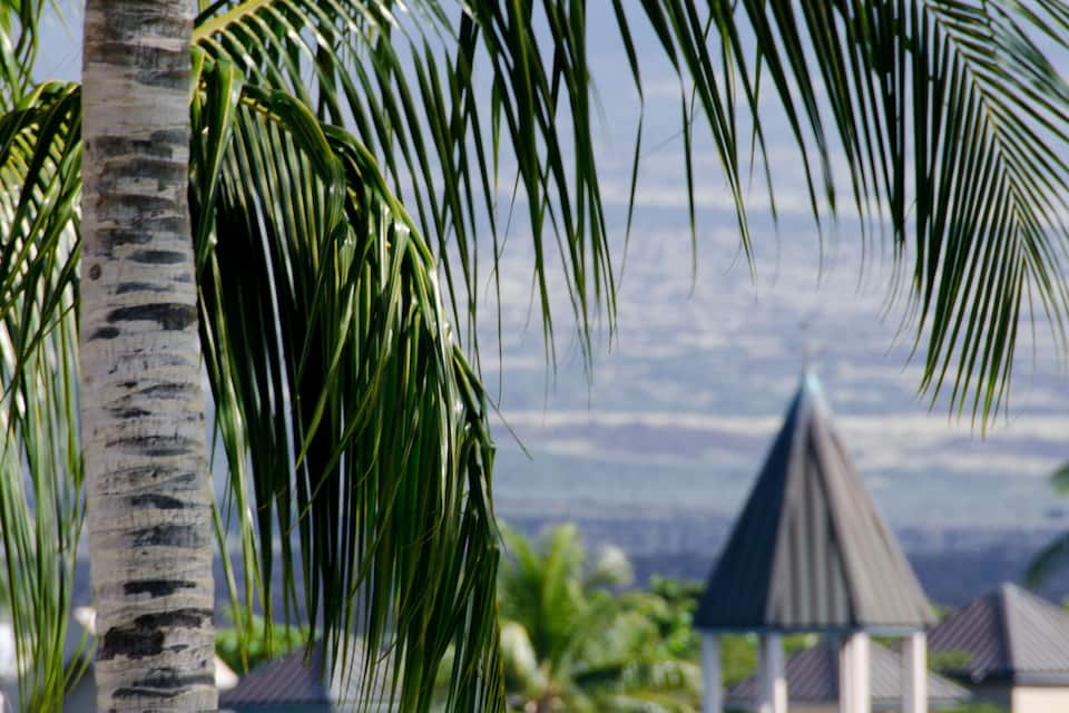 Un palmier, un bâtiment doté d’un toit végétalisé et une vue sur le paysage.