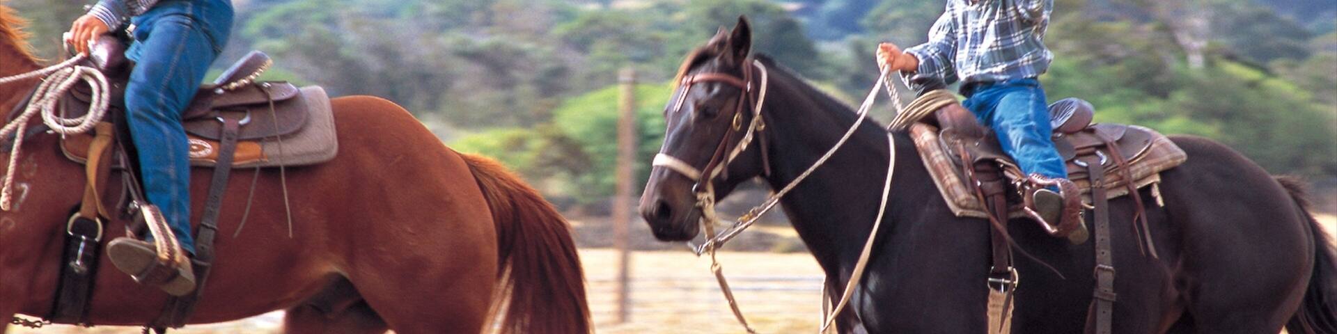 Parker Ranch Center welches beinhaltet Reiten und Landtiere