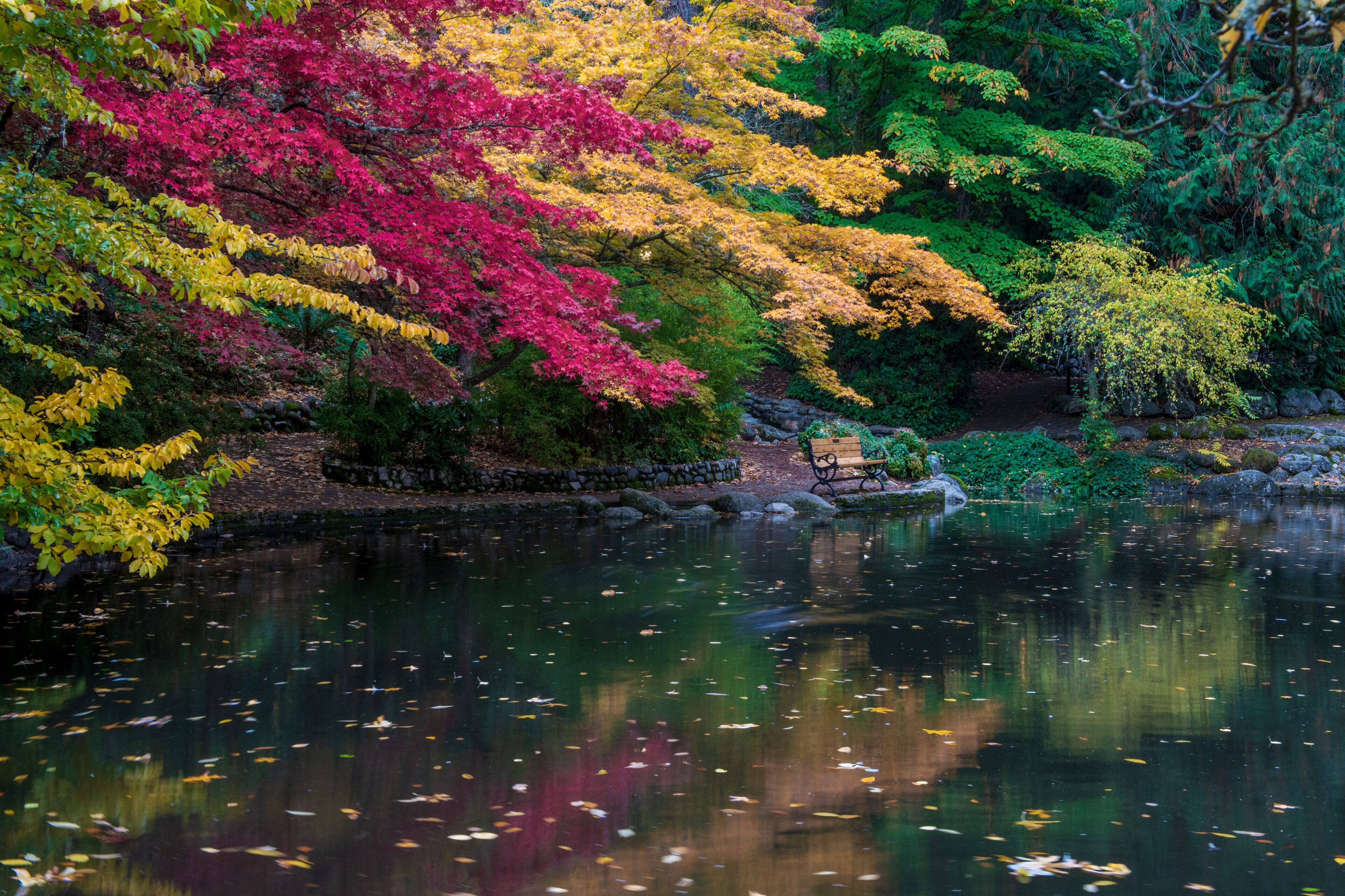 Lithia Park by the lake in the Autumn, pond, featuring red, yellow and green reflections on the water