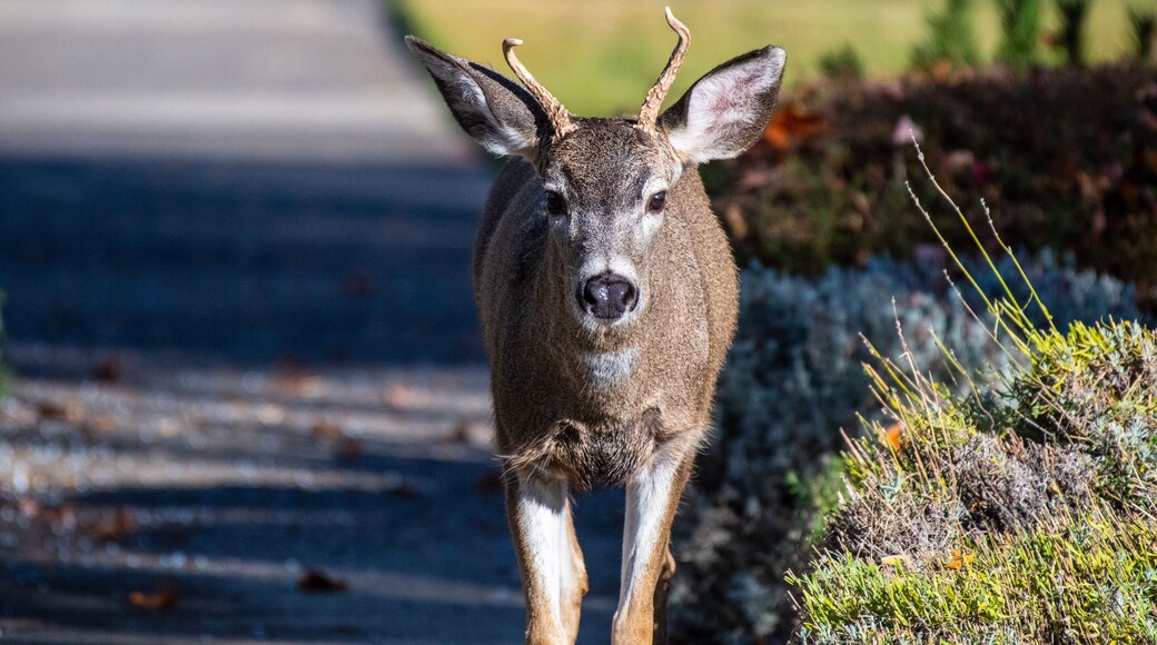 A resident black-tail deer walks the streets of Ashland, Oregon