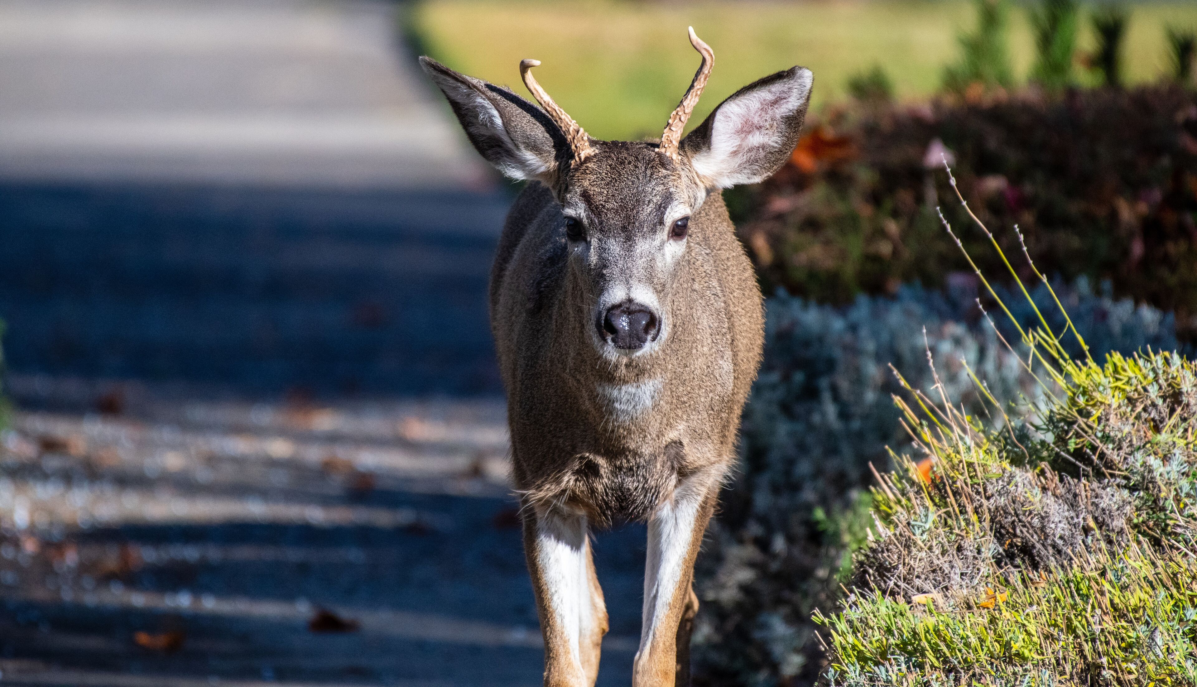 A deer on a road with vegetation on the sides.