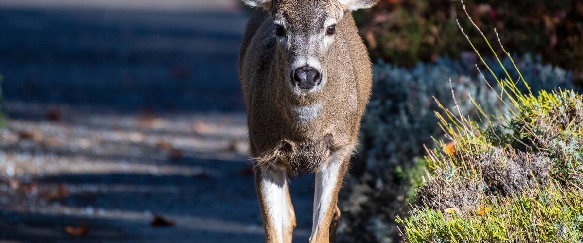 A deer on a road with vegetation on the sides.