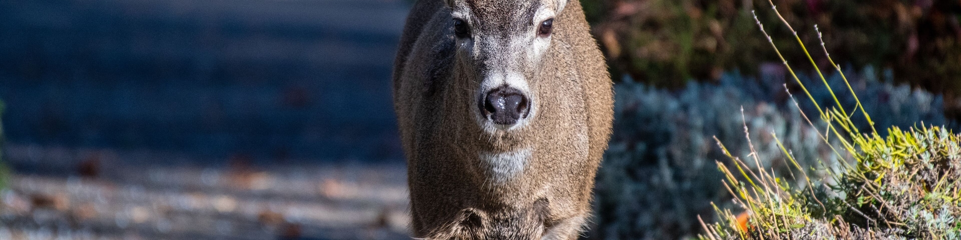 A deer on a road with vegetation on the sides.