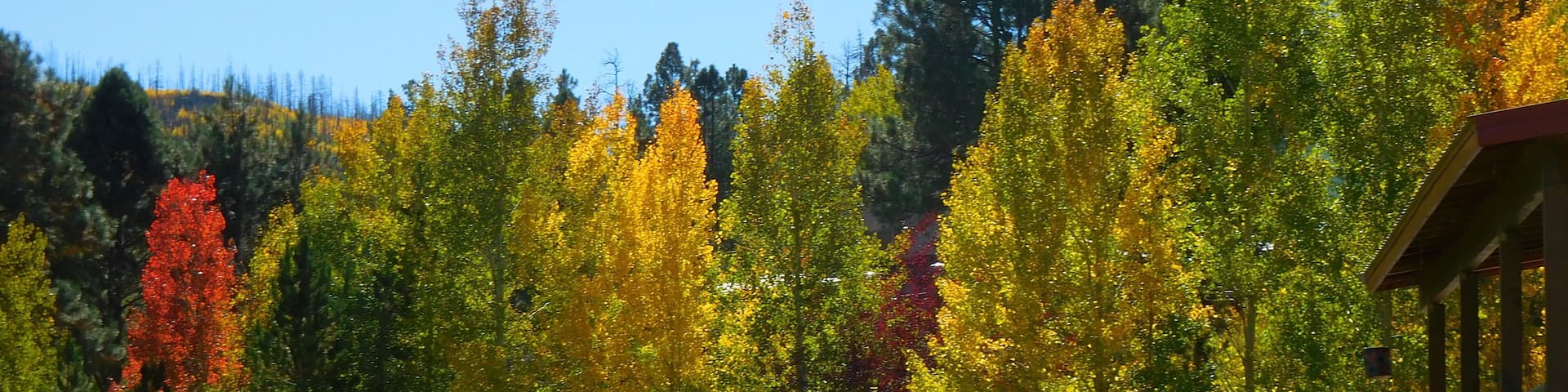 Arizona’s White Mountains Aspen and acorn Oak autumn colors near Big Lake and the high mountain log cabin community of Greer.