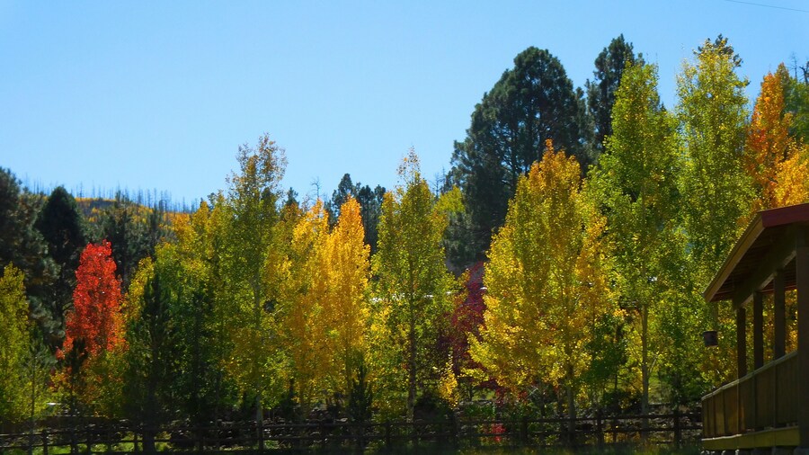 Arizona’s White Mountains Aspen and acorn Oak autumn colors near Big Lake and the high mountain log cabin community of Greer.