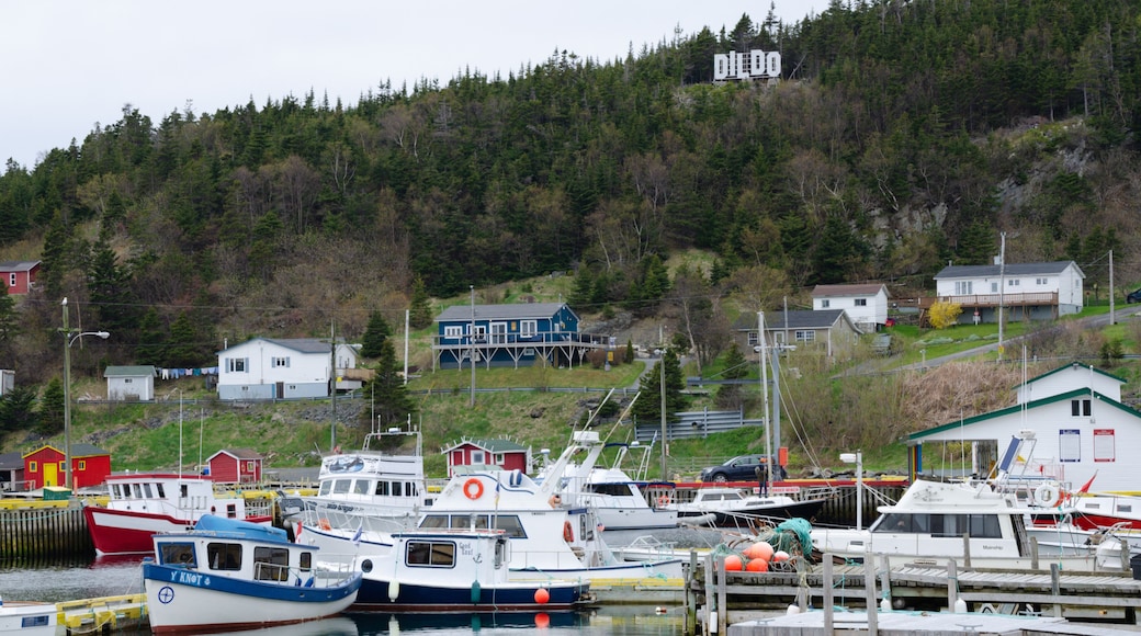 Dildo