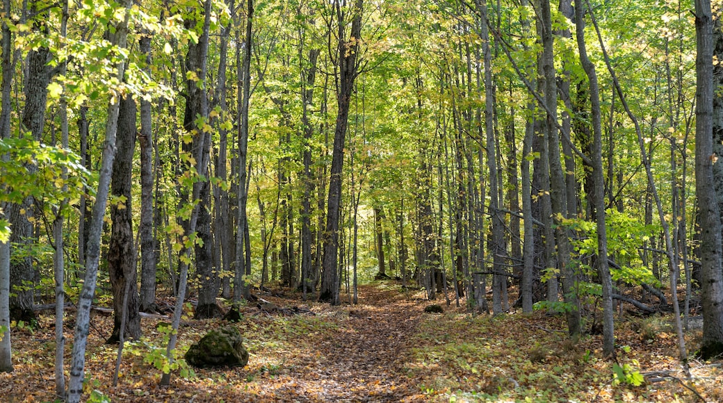 The North Country Trail in the fall, covered in leaves - this is a long thru-hike along the Upper Peninsula of Michigan