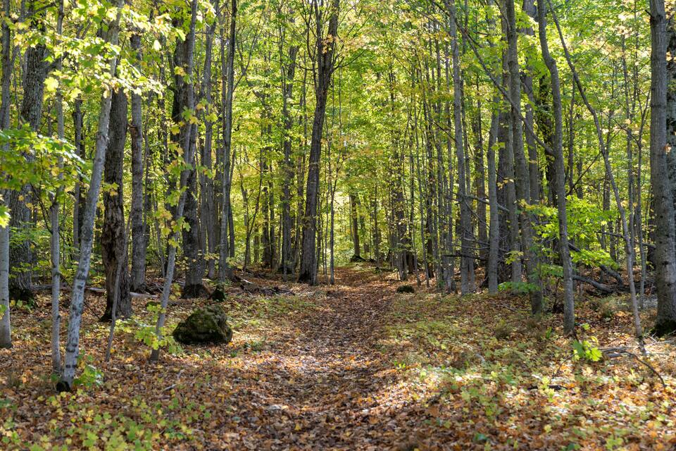 A forest path with tall trees and fallen leaves.