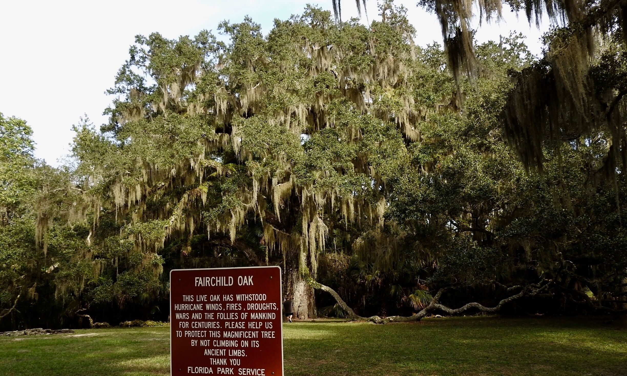 Fairchild Oak, one of the largest live oak trees in the South at about 400 years old.

#Parks Photo Challenge