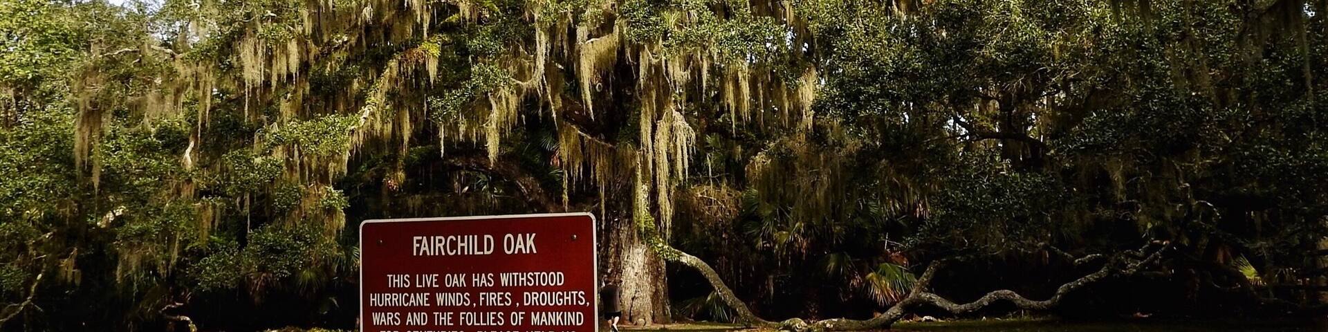 Bulow Creek State Park is a Florida State Park located five miles north of Ormond Beach. It is on Old Dixie Highway, next to the Atlantic Ocean.
For more than 400 years, the Fairchild Oak has silently observed the events along Bulow Creek — serving as a noble guard of the area’s magnificent environment. Nearly two centuries ago in 1836, the neighboring Bulow Plantation was destroyed during the Second Seminole War. And still, the Fairchild Oak stands strong.
Local legend has it that this majestic oak tree was the site of two deaths. The first was that of James Ormond II, who lived in a house a stone’s throw from the tree and whose body was found under it, his cause of death unknown.
The second death is shrouded in even more mystery. Norman Harwood, who purchased the property around 1880, is remembered as a hulking man. Some stories portray him as a cattle farmer, while others cite him as a dry-goods businessman — but most accounts say Harwood was deep in over his head in debt. It’s unclear what happened, but the myths suggest that Harwood, buried in economic turmoil, killed himself under the tree.
#oak #Nature