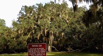 Bulow Creek State Park is a Florida State Park located five miles north of Ormond Beach. It is on Old Dixie Highway, next to the Atlantic Ocean.
For more than 400 years, the Fairchild Oak has silently observed the events along Bulow Creek — serving as a noble guard of the area’s magnificent environment. Nearly two centuries ago in 1836, the neighboring Bulow Plantation was destroyed during the Second Seminole War. And still, the Fairchild Oak stands strong.
Local legend has it that this majestic oak tree was the site of two deaths. The first was that of James Ormond II, who lived in a house a stone’s throw from the tree and whose body was found under it, his cause of death unknown.
The second death is shrouded in even more mystery. Norman Harwood, who purchased the property around 1880, is remembered as a hulking man. Some stories portray him as a cattle farmer, while others cite him as a dry-goods businessman — but most accounts say Harwood was deep in over his head in debt. It’s unclear what happened, but the myths suggest that Harwood, buried in economic turmoil, killed himself under the tree.
#oak #Nature