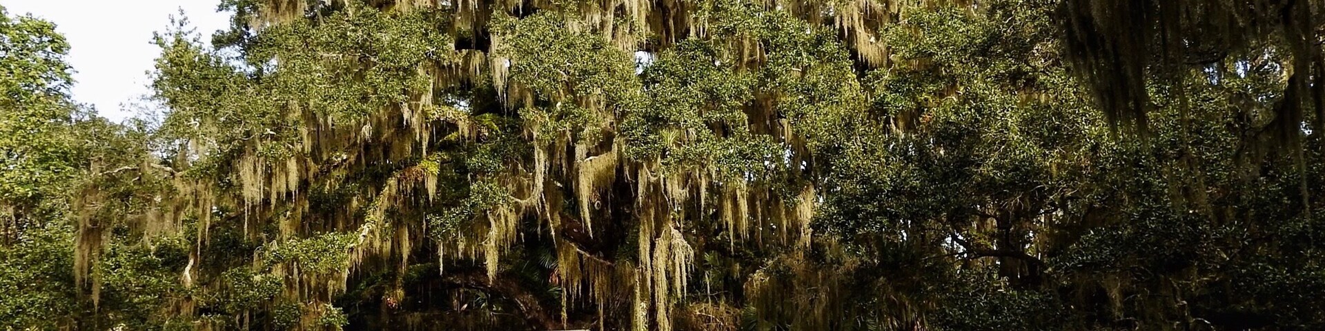 Bulow Creek State Park is a Florida State Park located five miles north of Ormond Beach. It is on Old Dixie Highway, next to the Atlantic Ocean.
For more than 400 years, the Fairchild Oak has silently observed the events along Bulow Creek — serving as a noble guard of the area’s magnificent environment. Nearly two centuries ago in 1836, the neighboring Bulow Plantation was destroyed during the Second Seminole War. And still, the Fairchild Oak stands strong. 
Local legend has it that this majestic oak tree was the site of two deaths. The first was that of James Ormond II, who lived in a house a stone’s throw from the tree and whose body was found under it, his cause of death unknown. 
The second death is shrouded in even more mystery. Norman Harwood, who purchased the property around 1880, is remembered as a hulking man. Some stories portray him as a cattle farmer, while others cite him as a dry-goods businessman — but most accounts say Harwood was deep in over his head in debt. It’s unclear what happened, but the myths suggest that Harwood, buried in economic turmoil, killed himself under the tree. 
#oak #Nature
