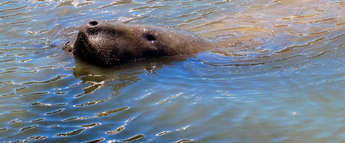 Manatee sightings!
