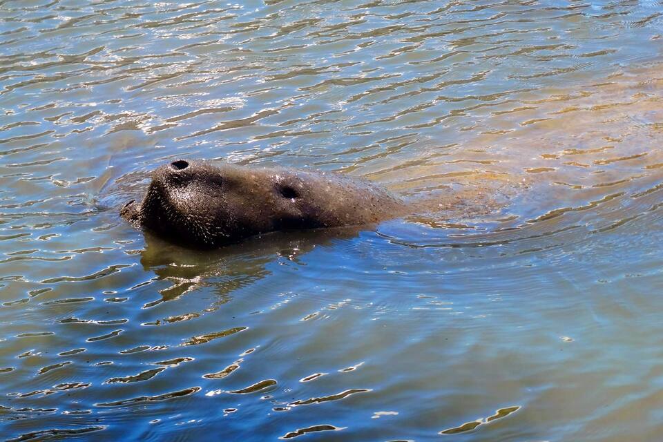 Ein Biber schwimmt in klarem Wasser.