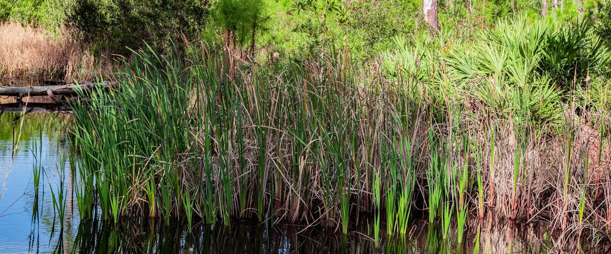 Cattails growing in Florida wetlands in Tiger Bay State Park.