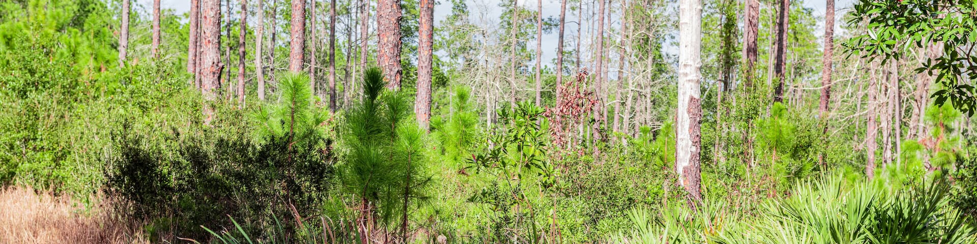 Cattails growing in Florida wetlands in Tiger Bay State Park.
