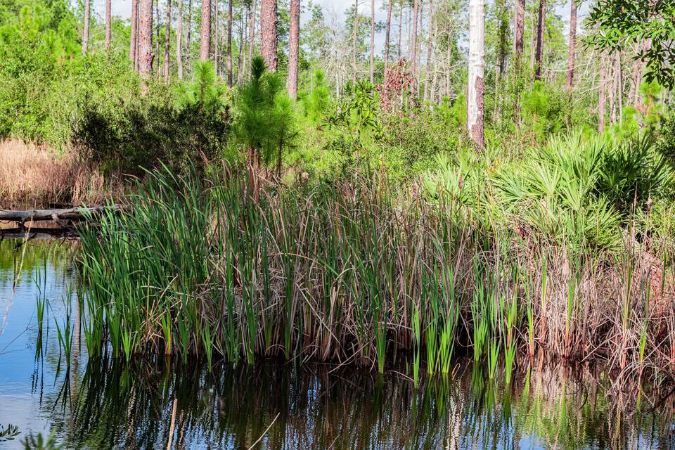 A calm pond surrounded by dense vegetation and tall trees.