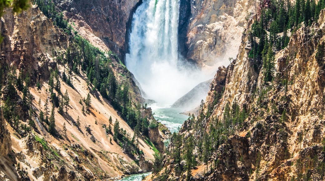Lower Yellowstone Falls