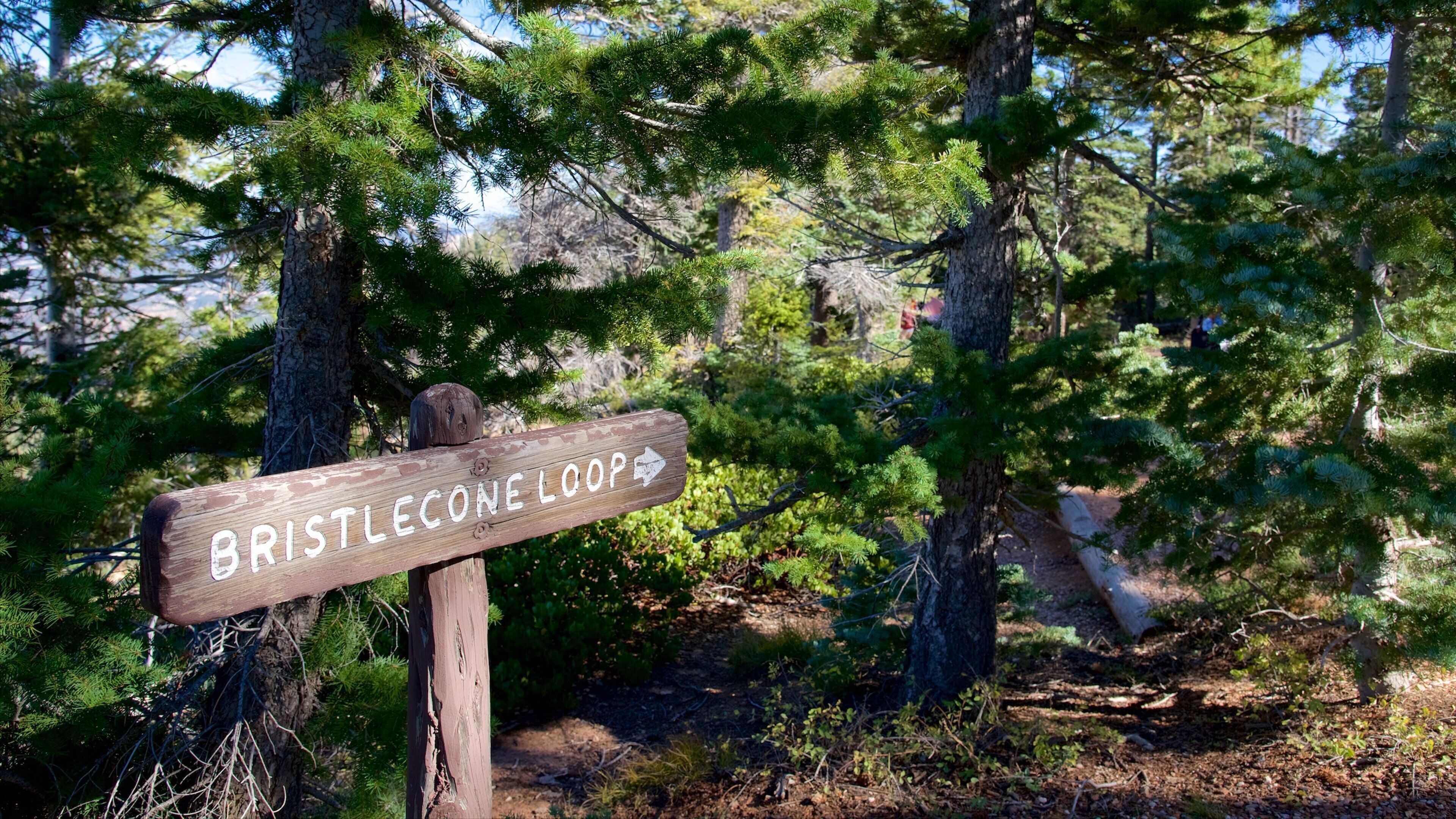 Rainbow Point featuring hiking or walking, tranquil scenes and signage