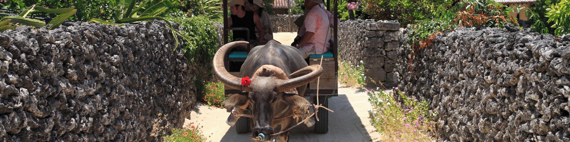 Un toro jala un carro con techo, rodeado de muros de piedra y follaje.