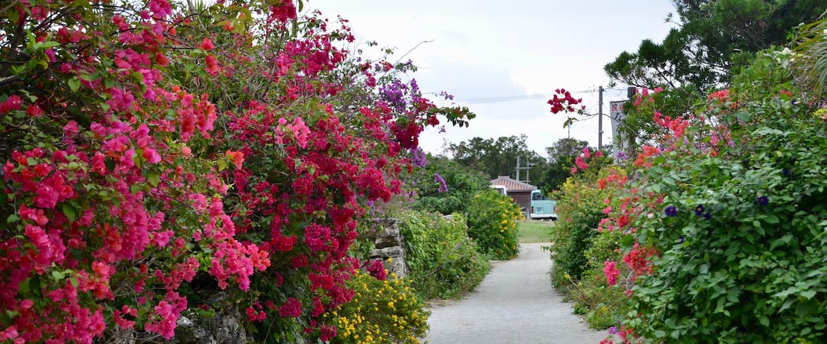 A narrow gravel path flanked by vibrant bougainvillea and other flowering plants.