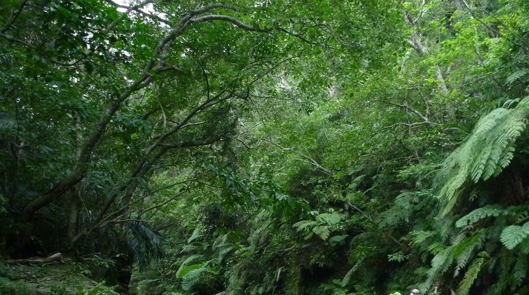Jungle in Japan?
Here is Pinaisara waterfall.