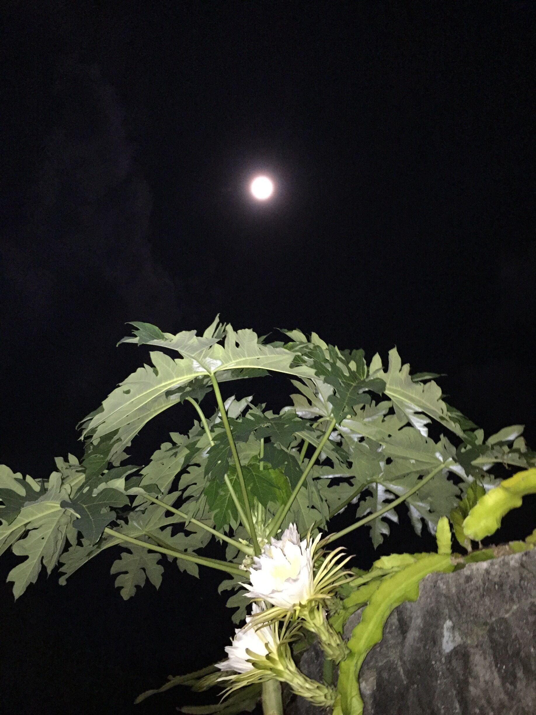 Dragon fruit flowers and full moon
