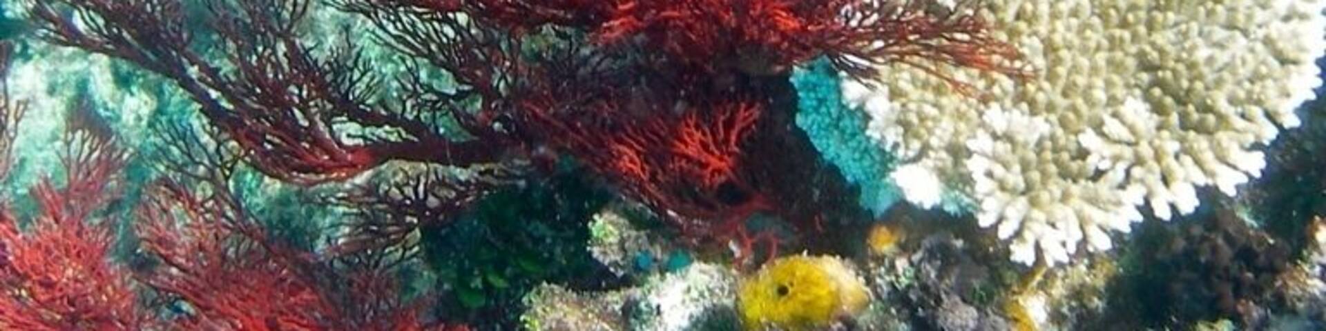 Un arrecife de coral con formaciones rojas y blancas.