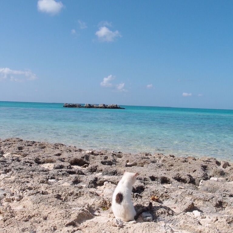 Cat @ Star-sands beach