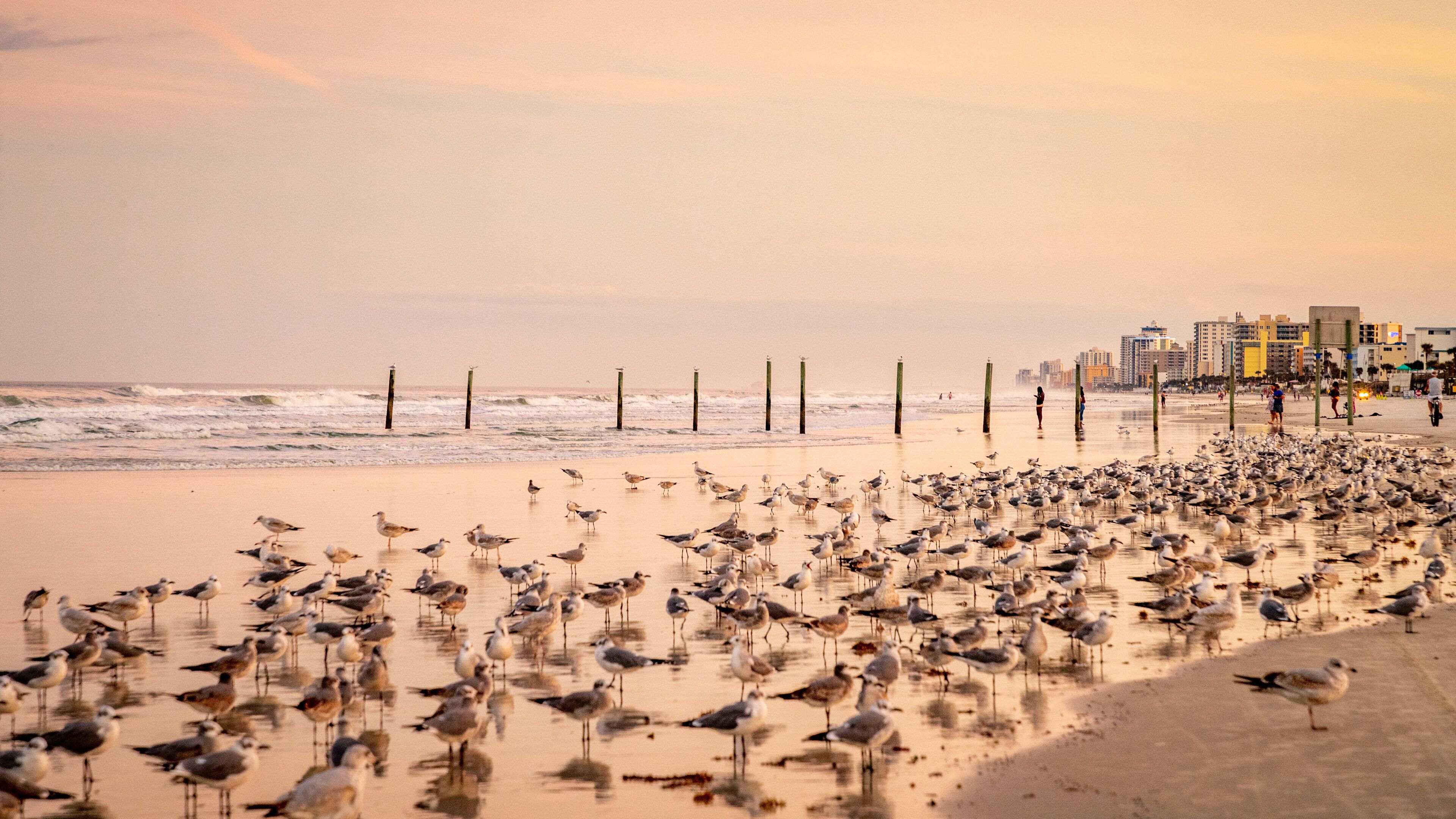 Beach at Daytona Beach featuring a sandy beach, bird life and a sunset