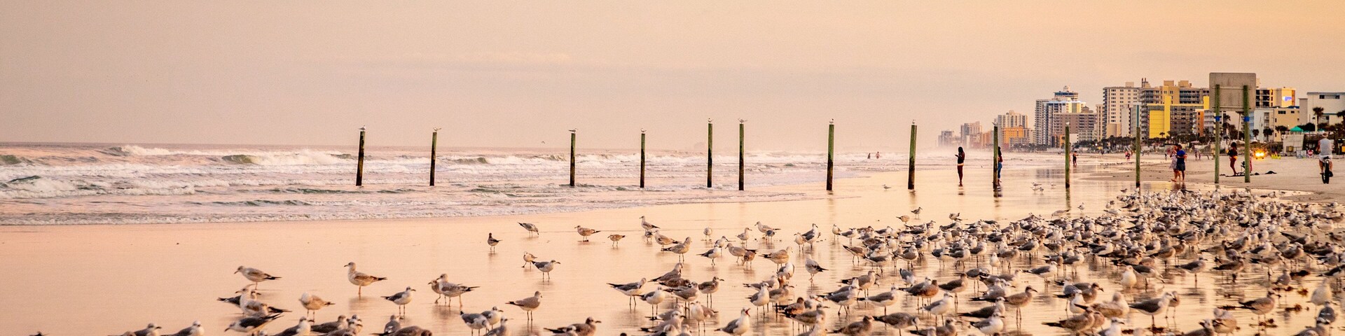 Beach at Daytona Beach featuring a sandy beach, bird life and a sunset