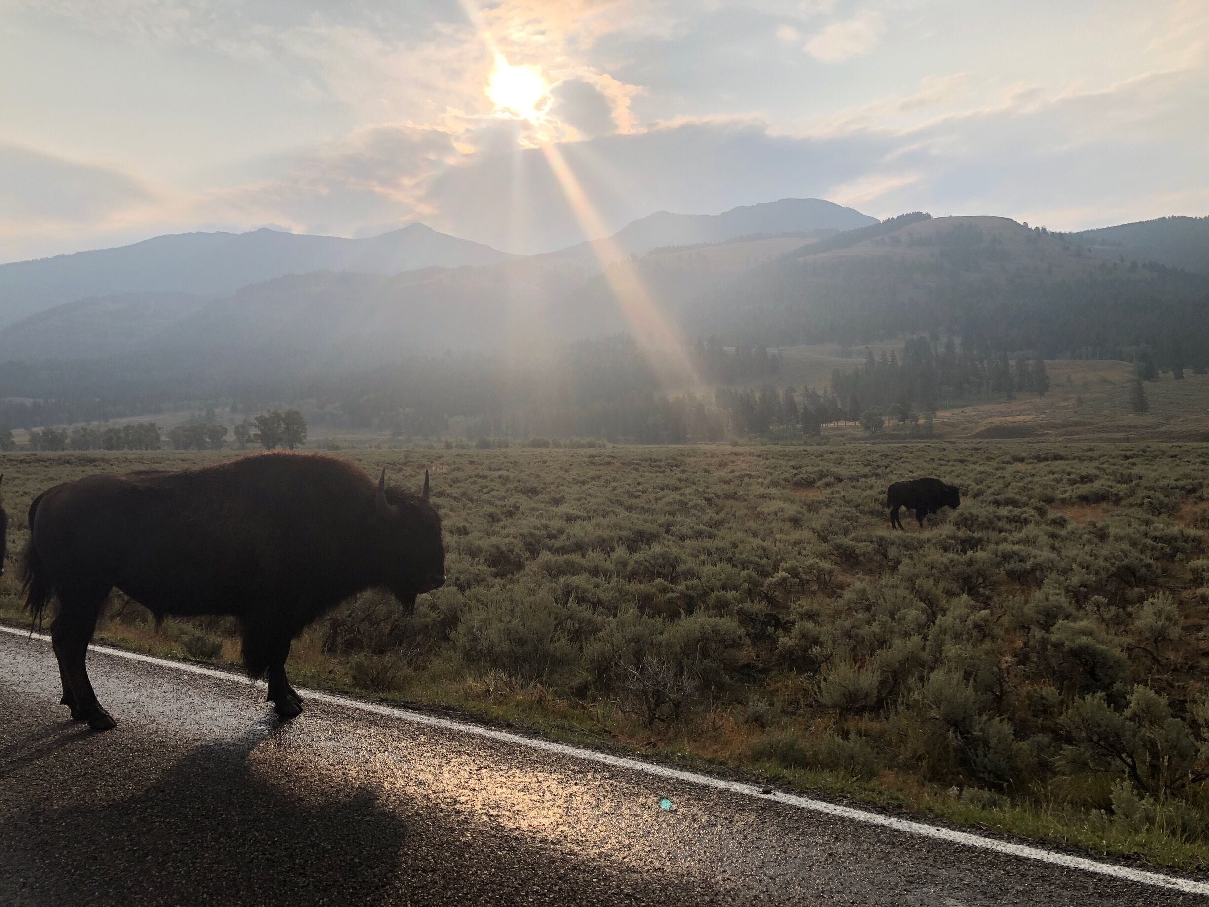 Morning buffalo in Yellowstone!