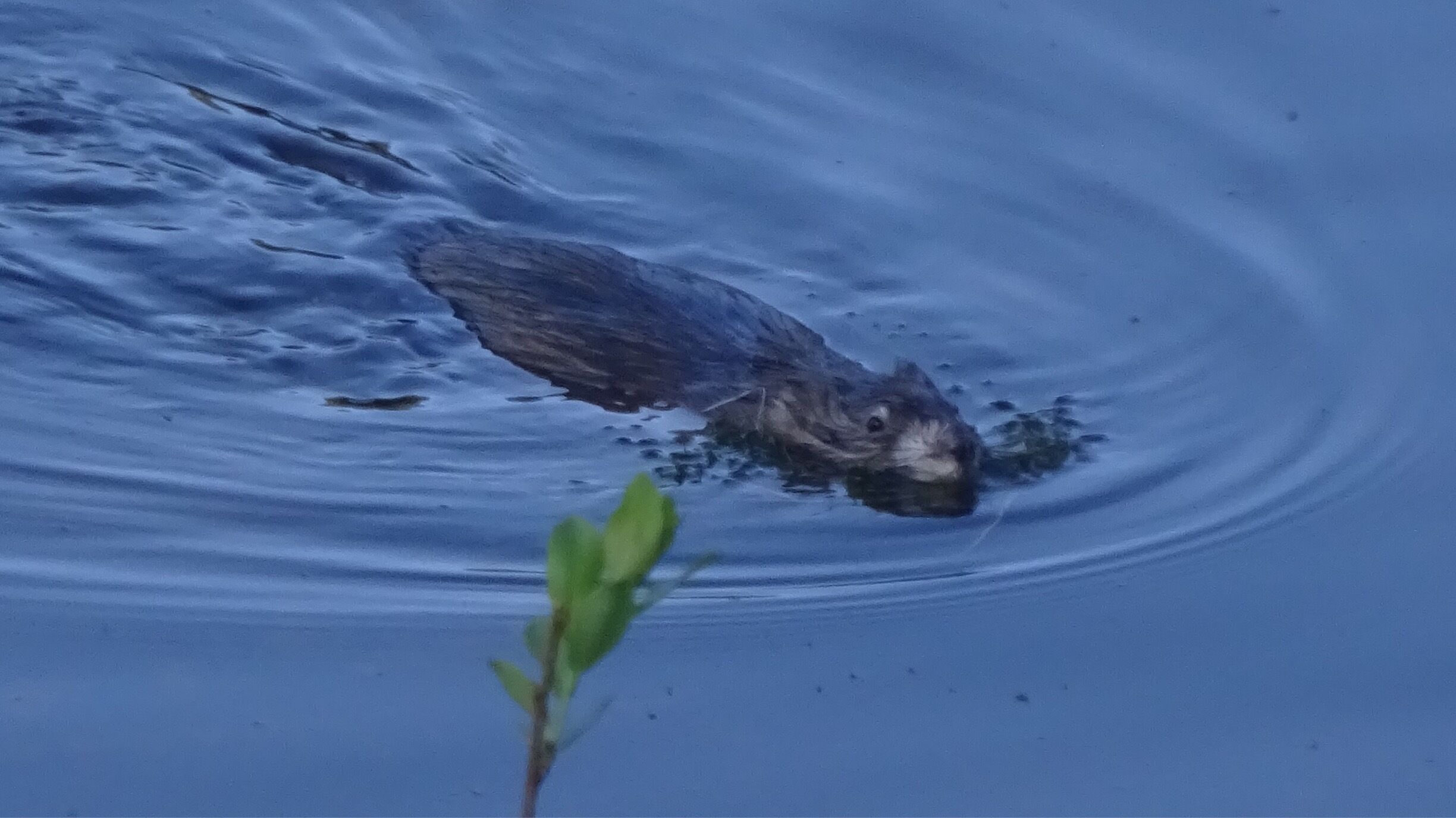 Beaver swimming in the lake. Just happened to spot him.