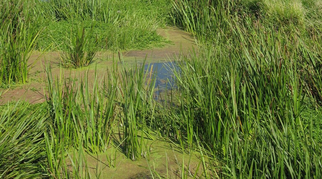 Warbel in Wasdow, disctrict Güstrow, Mecklenburg-Vorpommern, Germany
