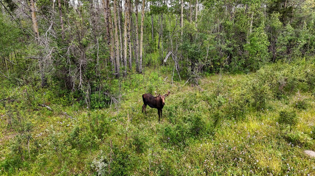 Área de conservación de vida silvestre Point Petre