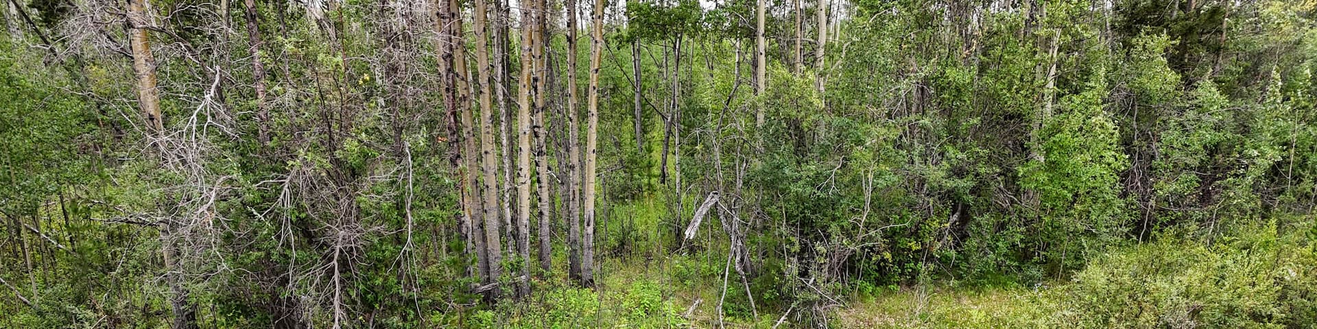 Majestic moose standing tall amidst lush greenery and forest trees wildlife