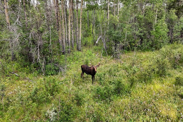 Majestic moose standing tall amidst lush greenery and forest trees wildlife