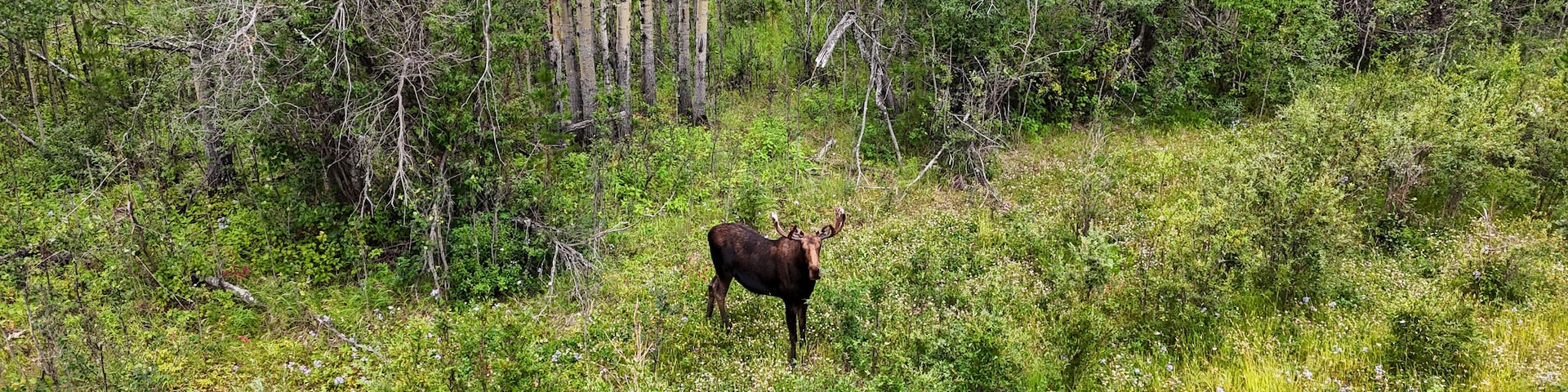 Majestic moose standing tall amidst lush greenery and forest trees wildlife