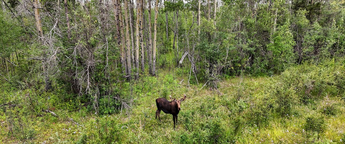 A moose in a dense forest with tall trees and underbrush.